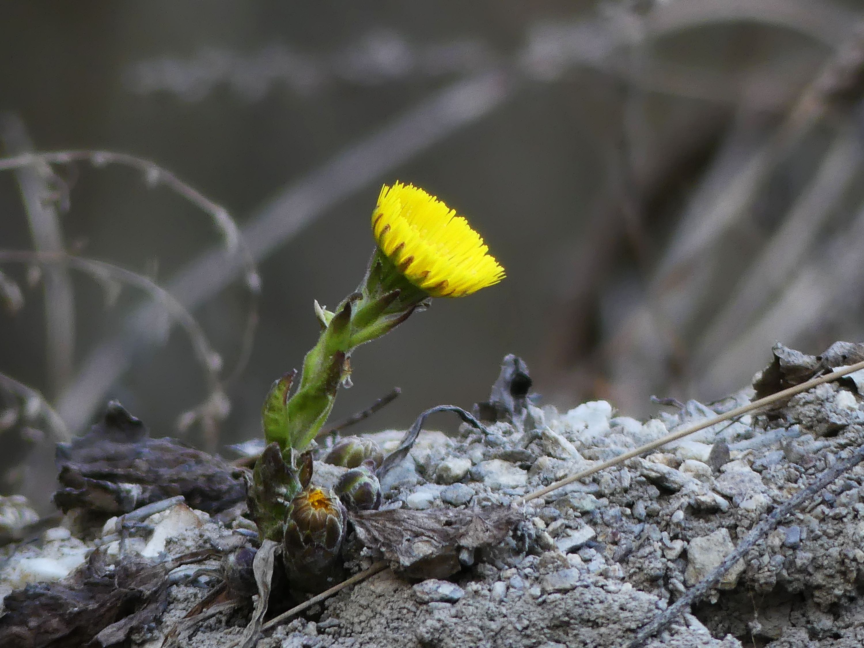 P1280744 podbeľ